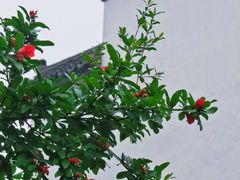 -老门东历史文化街区