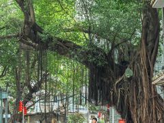 -小洲村