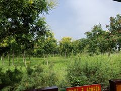 -西青郊野公园