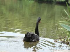 -成都大熊猫繁育研究基地