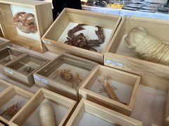 -浙江自然博物院(杭州馆)
