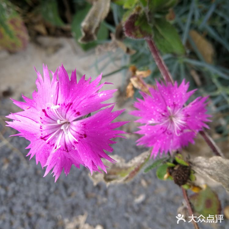 亦庄里比较大的街心花园