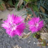 亦庄里比较大的街心花园