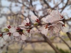 -桃花堤公园