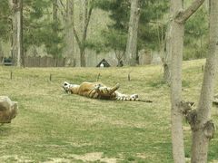 -北京野生动物园