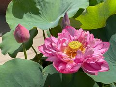 -莲花池公园