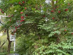 -黑龙江省森林植物园