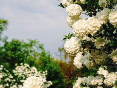 -上海共青森林公园