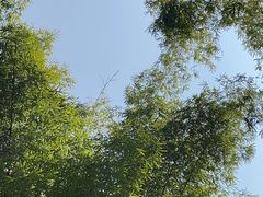 -云南勐巴娜西珍奇园