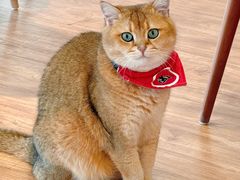-猫小主咖啡·猫咖cat cafe(福田店)