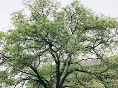 -何老二卤汁凉粉