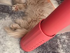 -momokira米努特·德文卷毛猫·棉花面纱犬