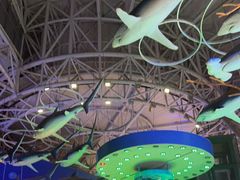 -烟台海昌鲸鲨海洋公园