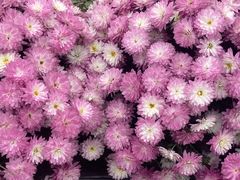 -中国天府农业博览园