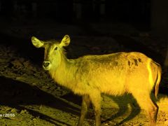 -清迈夜间动物园