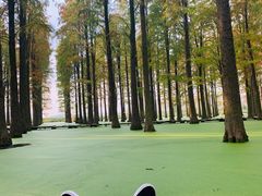 -渌洋湖湿地公园