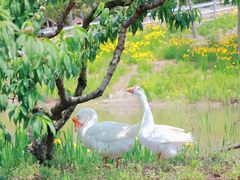 -嬉乐湾休闲旅游区