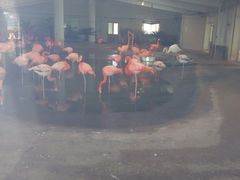 android_upload_pic-石家庄市动物园