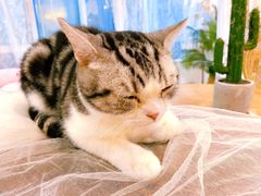 -共舞时光猫咖·狗咖(新街口店)