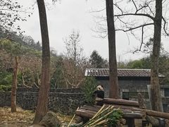 -都江堰中华大熊猫苑