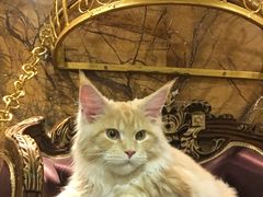 -more than meow吴止猫主题餐厅(承德 中船汇店)