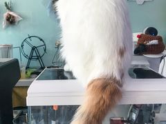 -平行世界·猫咖(首经贸店)