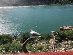 -尼亚加拉瀑布州立公园