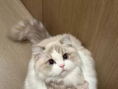 -猫十亿·布偶金渐层·曼基康矮脚猫舍(青年路店)