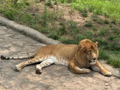 -西霞口神雕山野生动物世界