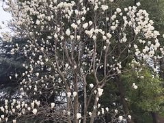 -洛阳市隋唐城遗址植物园