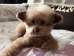 -瑞派福兴宠物医院犬猫全科·骨科·中西医结合(河东店)