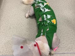 -美联众合宠物医院·爱萌分院·内外科·猫科中心