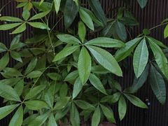 -阿伟海鲜楼·福建菜(涵江店)