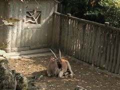 -成都动物园