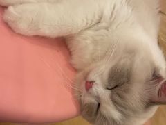 -猫咪派对(江南西店)