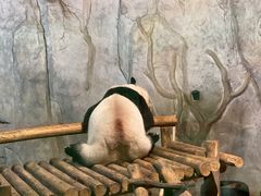 -深圳野生动物园