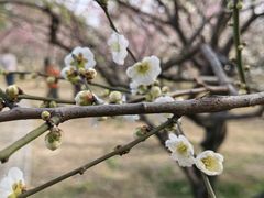 -无锡梅园公园