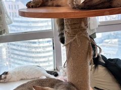 -共舞时光猫咖·狗咖(新街口店)