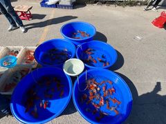 -中环花鸟鱼虫市场