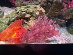 -暹罗海洋世界