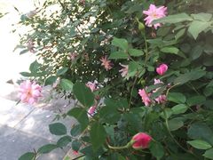 -新湖明珠城