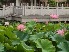 -莲湖公园
