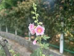 -三圣花乡旅游区