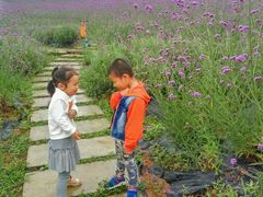 -紫颐香薰山谷景区