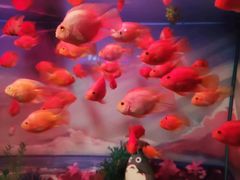 -重庆欢乐海底世界