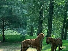 -北京野生动物园