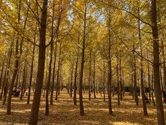 -汉景帝阳陵博物院