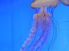-上海海洋水族馆