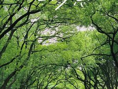 -上海共青森林公园