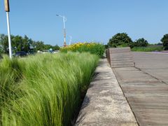 -西京湾花海